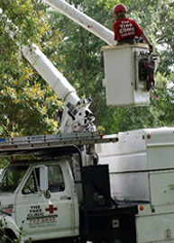 charleston tree services